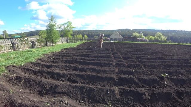 КАК ПОСЕЯТЬ ПОДСОЛНУХИ И ГОРЧИЦУ У СЕБЯ В ОГОРОДЕ. смотреть онлайн