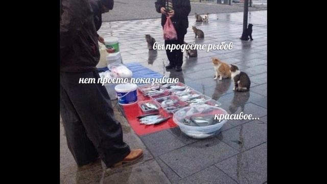 Вы продаёте рыбов? — смысл мема.