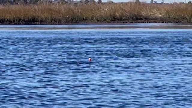 This rig catches so many fish! Dead Shrimp vs Live Shrimp смотреть онлайн