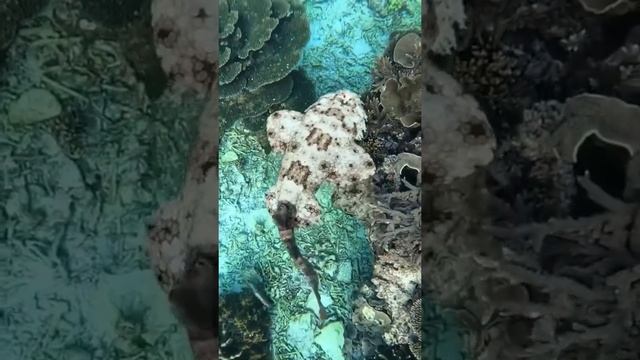 Look at this Wobbegong Shark | Animals shorts смотреть онлайн