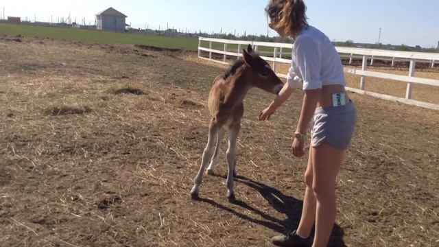 Первый выход жеребенка на улицу. смотреть онлайн