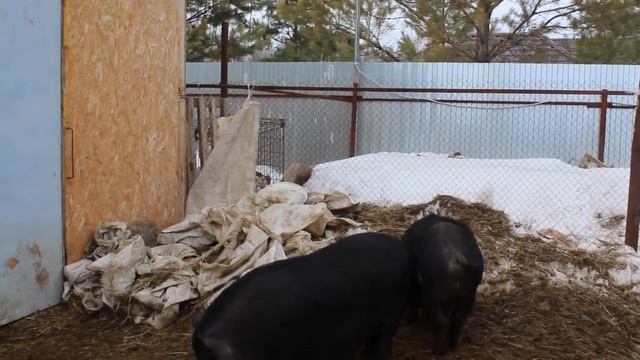 МОЖНО ЛИ ЕСТЬ МЯСО НЕ КАСТРИРОВАННОГО КАБАНА? смотреть онлайн