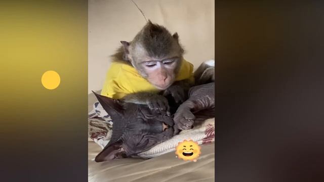 Ты ела сахар? Смешные обезьянка с кошкой смотреть онлайн