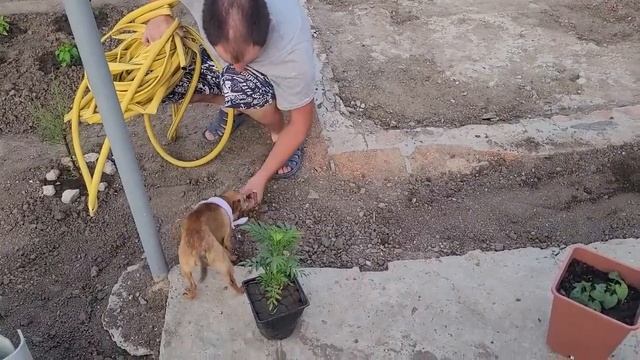 Мамина жизнь в селе \ Как хорошо стало без сараев смотреть онлайн