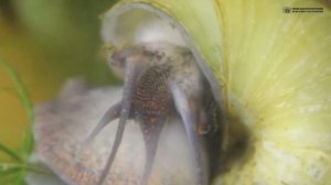 Аквариумные улитки. Большой обзор основных видов. Часть 2 из 2. // Clever Cricket