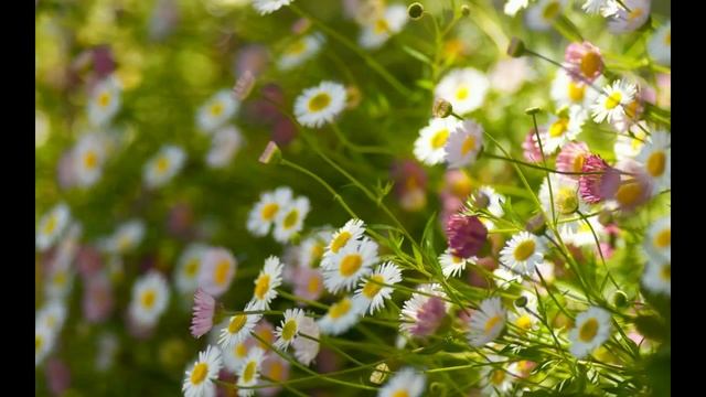 M.I.Glinka - Mazurka(C moll) смотреть онлайн