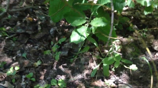 Мастерство в Деле