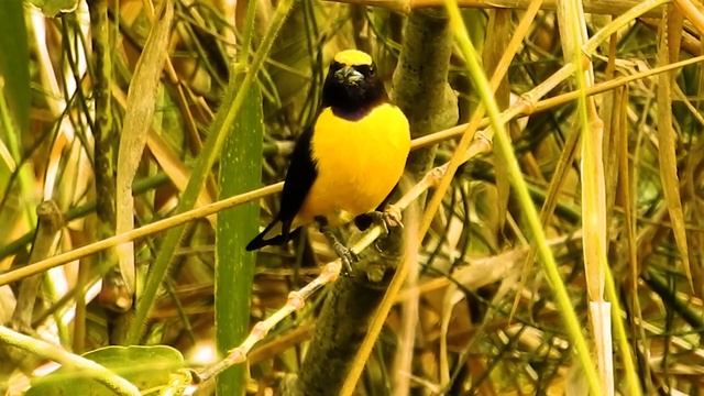 PURPLE-THROATED EUPHONIA eating wild fruits, Piper aduncum (EUPHONIA CHLOROTICA), FIM-FIM. смотреть онлайн