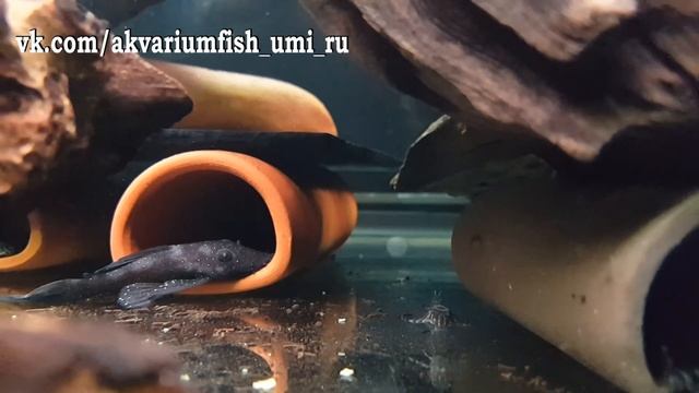 L-340 Гипанциструс Mega Clown Pleco (Hypancistrus sp. L-340) мали смотреть онлайн