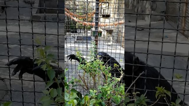 Горилла ест банан и говорит спасибо смотреть онлайн