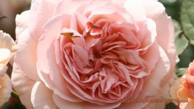 Роза плетистая Клайминг Кимоно ? обзор: как сажать, саженцы розы Клайминг Кимоно смотреть онлайн