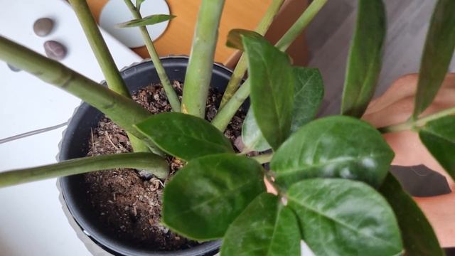 ?РАЗМНОЖЕНИЕ ЗАМИОКУЛЬКАСА - Как размножить долларовое дерево (3 способа) смотреть онлайн