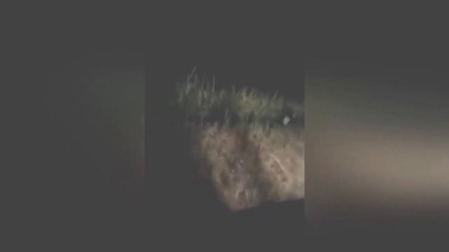 10 МИСТИЧЕСКИХ СУЩЕСТВ В ЛЕСУ СНЯТЫХ НА КАМЕРУ смотреть онлайн