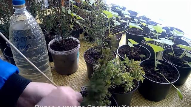 Обычный день цветовода любителя. Обзор цинерарии/ Уход за хвойниками. смотреть онлайн