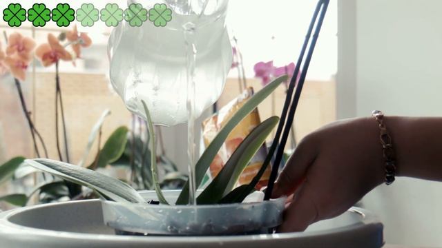 Vaše Orchidej Kvetou Po Celý Rok. 7 Tipů Na Péči O Orchidej, Které Byste Měli Vědět