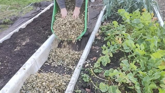 Et de 6 bacs ! ? C'est pas la taille qui compte, c'est l'intensité !【VLOG potager】 смотреть онлайн