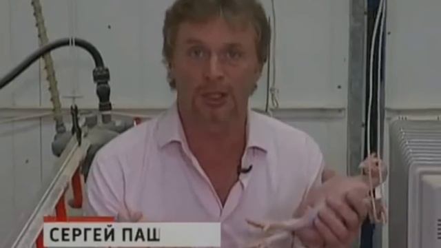 ТОП 5 НЕОБЫЧНЫХ ПОРОД СЕЛЬСКОХОЗЯЙСТВЕННЫХ ЖИВОТНЫХ смотреть онлайн