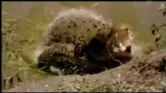 7 Австралия Заповедник Какаду смотреть онлайн