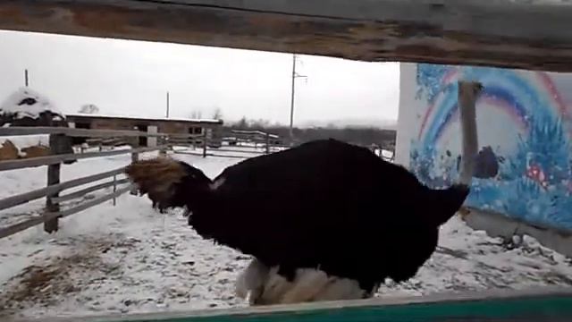 Аида Ведищева ЦЫП ЦЫП Страусы около Миасса 15 марта 2014г (Маслова Наталья Леонидовна) смотреть онлайн