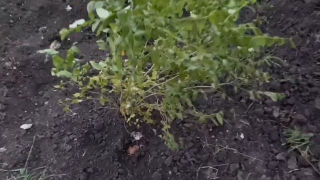 ВЛОГ Работаю штукатуром в СВОЁМ ДОМЕ ! Хочу люстру с птичками ! Наши посадки ! Ванильная Семья смотреть онлайн