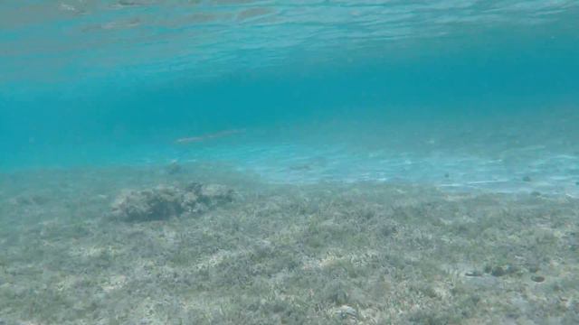 Egypt Sharm El Sheikh Underwater Coral Beach resort Red sea 2015 смотреть онлайн