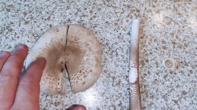 Мастерская Талантов