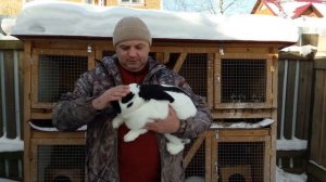 Кролик породы строкач