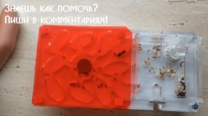КАК СПАСТИ ФОРМИКАРИЙ? КОРОЛЕВА МУРАВЬЕВ ПРОСИТ ПОМОЩИ!