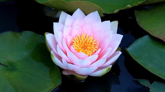 Thousand Petal Lotus 5 Minute Meditation смотреть онлайн