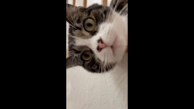 Opa Cat Style.#жиза #приколы #юмор #котэ #мяу #котодрайв #funnycat #mycat #instacat #животные