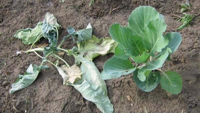 Болезни капусты смотреть онлайн