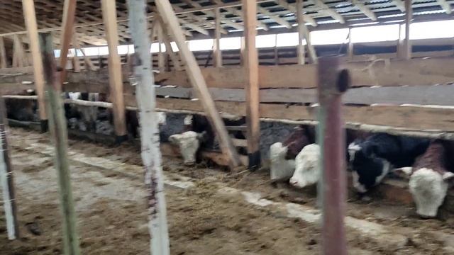 Делаю электрику на животнрводческой ферме смотреть онлайн