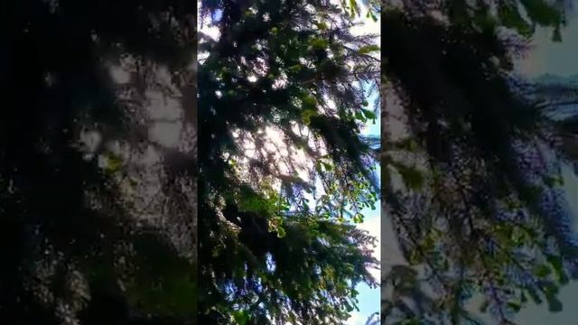 Видали все стрижей полёт. В бескрайней синеве. А кто видал, как ель цветёт? -Уверена, не все! смотреть онлайн