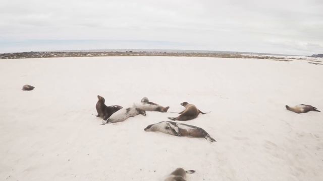 GoPro Best Of Animals 2015