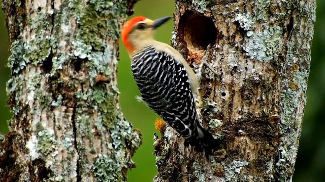 Belajar mengenal jenis burung di alam#animasi pembelajaran anak. смотреть онлайн