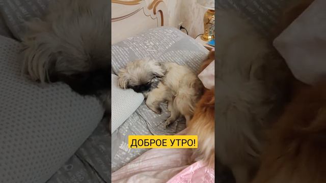 КАК ПРОСЫПАЕТСЯ ПЕКИНЕС смотреть онлайн
