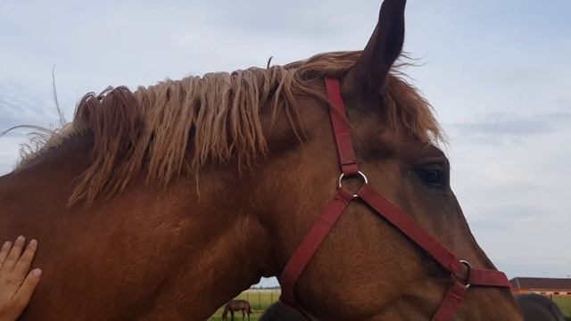 Кобыла Легенда беременна? Старичок Джони. Бойцовский петух. смотреть онлайн