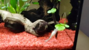 AlguMin Tetra Test Teil 3