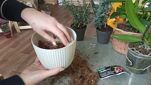 Катлея, пересадка смотреть онлайн