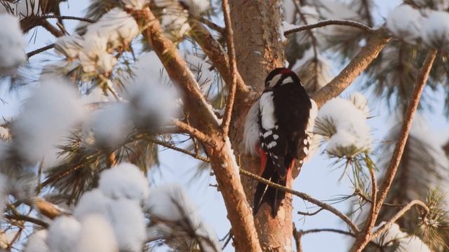 Большой пёстрый дятел смотреть онлайн