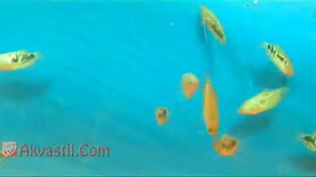 Гурами солнечный Гурами мраморный Гурами жемчужный Аквариумные рыбки Аквариумистика смотреть онлайн