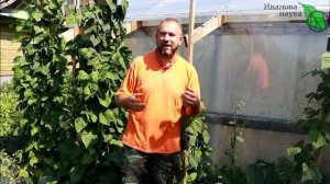 СВЕРХ УРОЖАНЫЕ СОРТА ФАСОЛИ. Мои любимые спаржевые фасоли ИМЕННО ТАКИЕ!