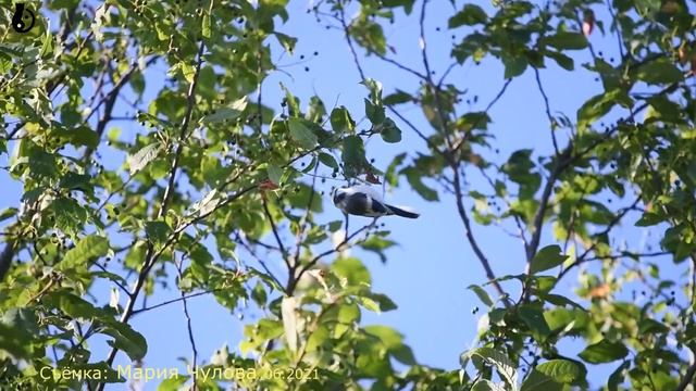 Князёк - синица Мария Чулова @вебму́шка 06-2021 Отдых автоТУР фото съемка видео. смотреть онлайн