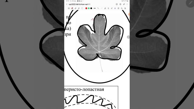 ВПР по биологии  6 класс( как Вы и просили❤️)