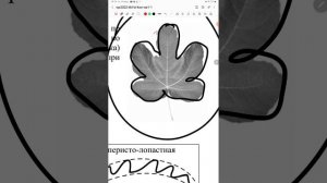 ВПР по биологии  6 класс( как Вы и просили❤️)