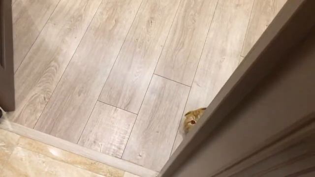 Рыжий кот нападает смотреть онлайн