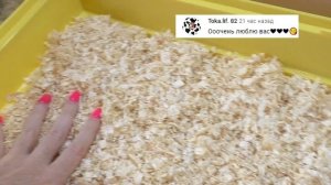 ЗООПОКУПКА ИЗ ФИКС ПРАЙС для КРЫС и ХОМЯКОВ / уборка у Микки и Кнопы / Alisa Easy Pets