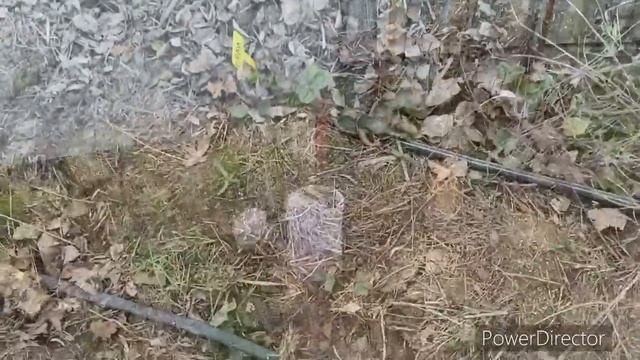 КУДА ХОДИЛ С КОРОВОЙ? 3.14Здец МОИМ РОЗАМ? БАБУШКА ТРУДОГОЛИНЯ?? БИРКИ ДЛЯ КОЗ?КУР В ЛЕТНИЙ ДВОР смотреть онлайн