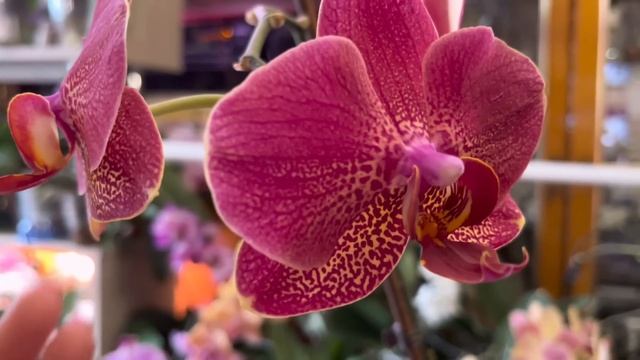 Цветение домашних орхидей в мае 1 ч. Долгоцветущие орхидеи в моей коллекции! смотреть онлайн
