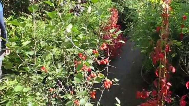 Саженец боярышника смотреть онлайн